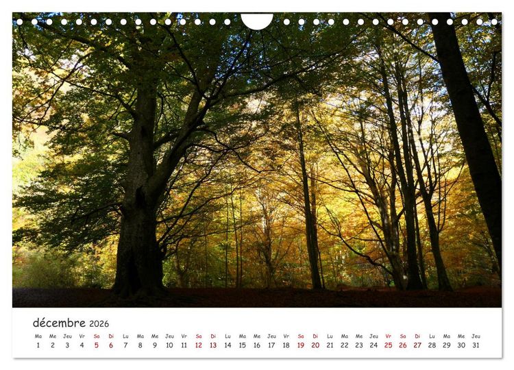 Produktbild: Automne haut en couleurs (Calendrier mural 2026 DIN A4 vertical), CALVENDO calendrier mensuel
