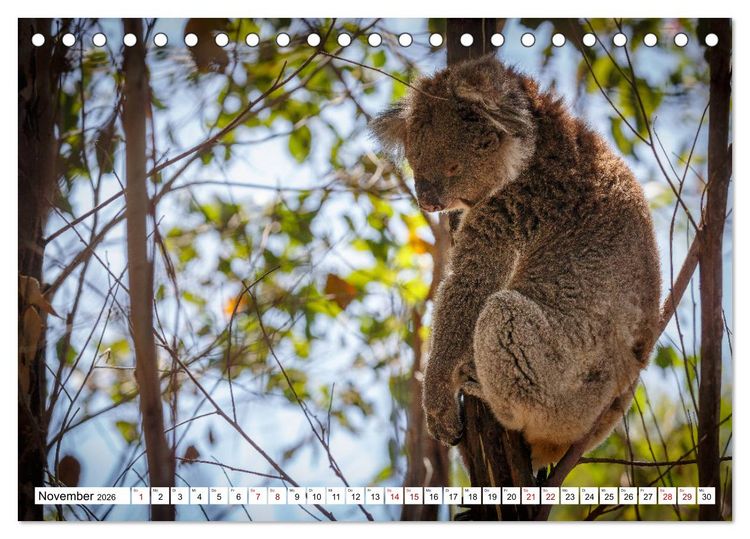 Produktbild: Wildlife Australien (Tischkalender 2026 DIN A5 quer), CALVENDO Monatskalender