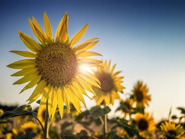 Produktbild: CALVENDO Puzzle Sonnenblumen | 1000 Teile Lege-Gr&ouml;&szlig;e 64x48cm Foto-Puzzle f&uuml;r gl&uuml;ckliche Stunden