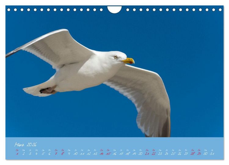 Produktbild: M&ouml;wen die Begleiter an Meer und See (Wandkalender 2026 DIN A4 quer), CALVENDO Monatskalender