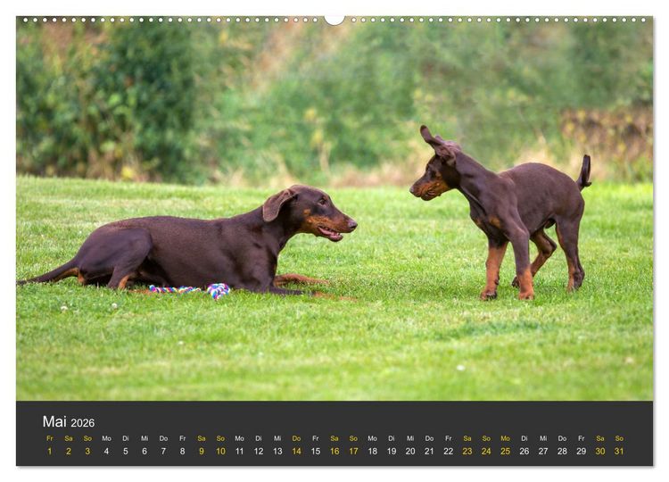 Produktbild: Dobermann 2026 (hochwertiger Premium Wandkalender 2026 DIN A2 quer), Kunstdruck in Hochglanz