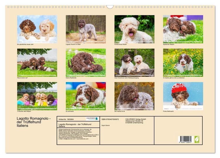 Produktbild: Lagotto Romagnolo - der Tr&uuml;ffelhund Italiens (Wandkalender 2026 DIN A2 quer), CALVENDO Monatskalender