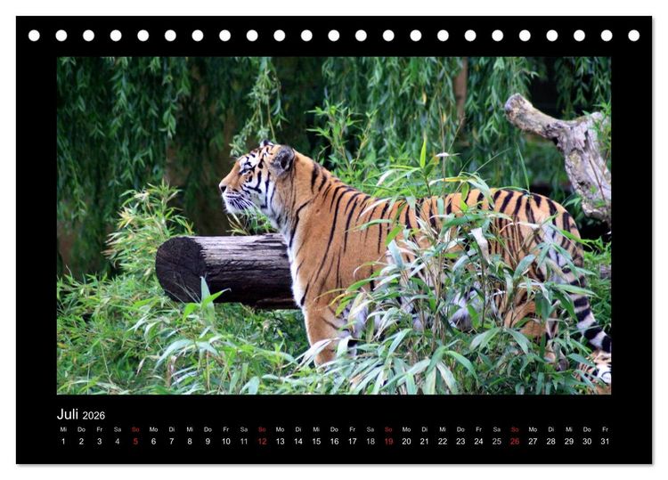 Produktbild: Welt der Katzen - Tiger (Tischkalender 2026 DIN A5 quer), CALVENDO Monatskalender