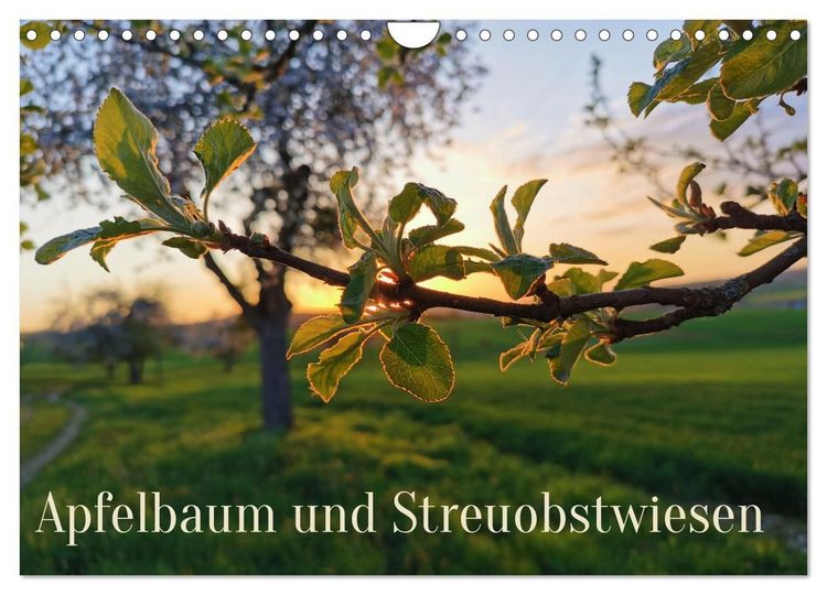 Produktbild: Apfelbaum und Streuobstwiesen (Wandkalender 2027 DIN A4 quer), CALVENDO Monatskalender