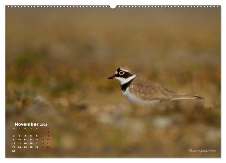 Produktbild: Wattv&ouml;gel an der Friesischen IJsselmeerk&uuml;ste (Wandkalender 2026 DIN A2 quer), CALVENDO Monatskalender