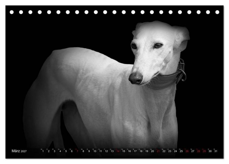 Produktbild: Galgo Espa&ntilde;ol - der spanische Windhund 2027 (Tischkalender 2027 DIN A5 quer), CALVENDO Monatskalender