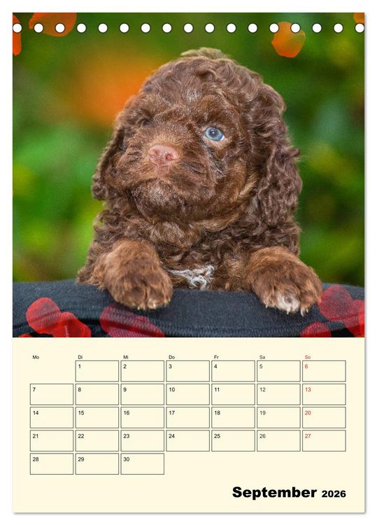 Produktbild: Jahresplaner Lagotto Romagnolo Welpen (Tischkalender 2026 DIN A5 hoch), CALVENDO Monatskalender