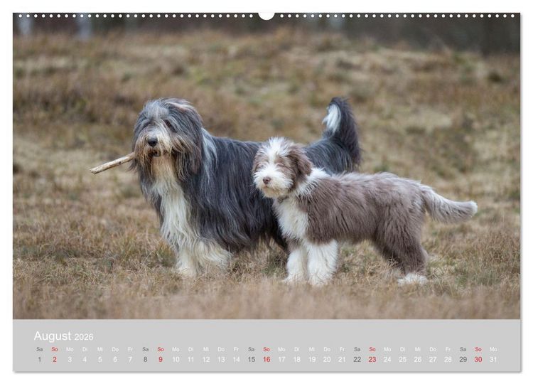 Produktbild: BEARDED COLLIES 2026 (hochwertiger Premium Wandkalender 2026 DIN A2 quer), Kunstdruck in Hochglanz