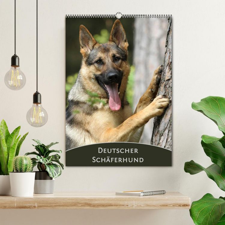 Produktbild: Deutscher Sch&auml;ferhund (Wandkalender 2026 DIN A2 hoch), CALVENDO Monatskalender
