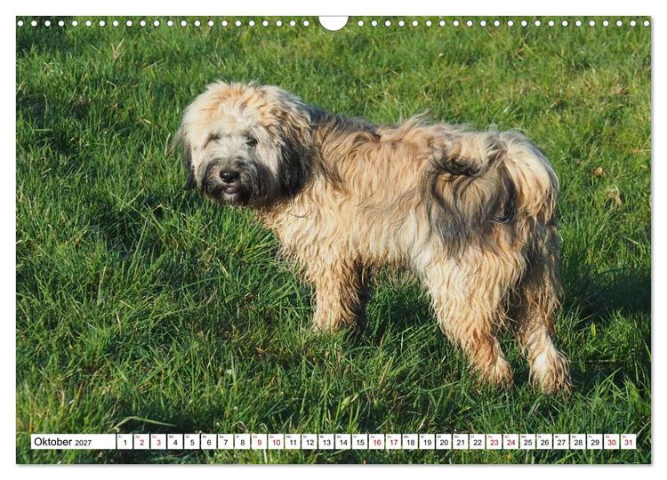 Produktbild: Tibet-Terrier - Eine Hunderasse mit Charakter (Wandkalender 2027 DIN A3 quer), CALVENDO Monatskalender