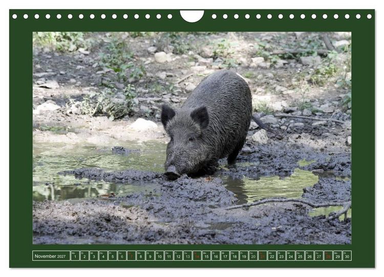 Produktbild: Schweinkram - Die Wildschweine sind los (Wandkalender 2027 DIN A4 quer), CALVENDO Monatskalender