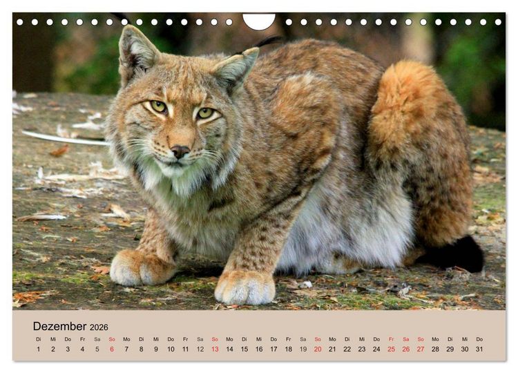 Produktbild: Der Luchs. Pinselohren und Bernsteinaugen (Wandkalender 2026 DIN A4 quer), CALVENDO Monatskalender