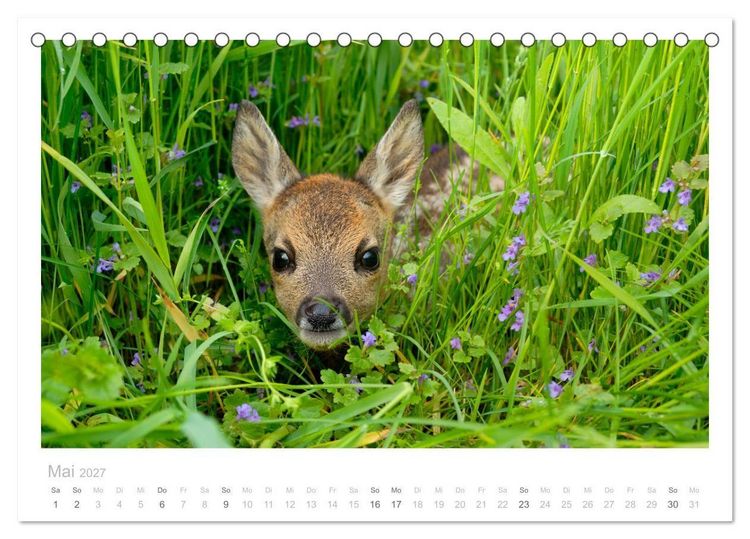 Produktbild: Rehwild 2027 (Tischkalender 2027 DIN A5 quer), CALVENDO Monatskalender