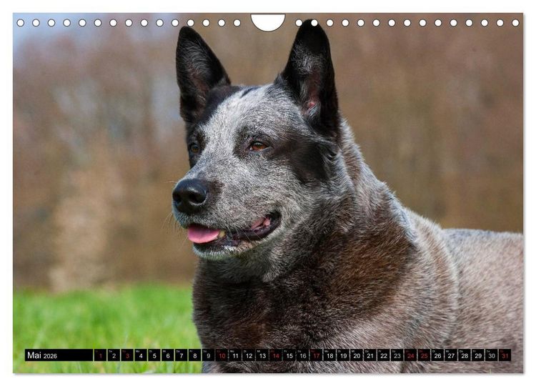 Produktbild: Power auf 4 Pfoten. Australian Cattle Dog (Wandkalender 2026 DIN A4 quer), CALVENDO Monatskalender