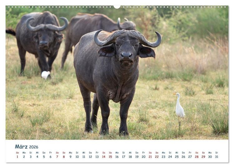 Produktbild: Fernweh Uganda - Natursch&ouml;nheit Ostafrikas (Wandkalender 2026 DIN A2 quer), CALVENDO Monatskalender
