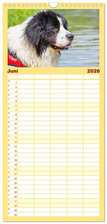 Produktbild: Familienplaner 2026 - Landseer - Ein starker Freund auf 4 Pfoten mit 5 Spalten (Wandkalender, 21 x 45 cm) CALVENDO