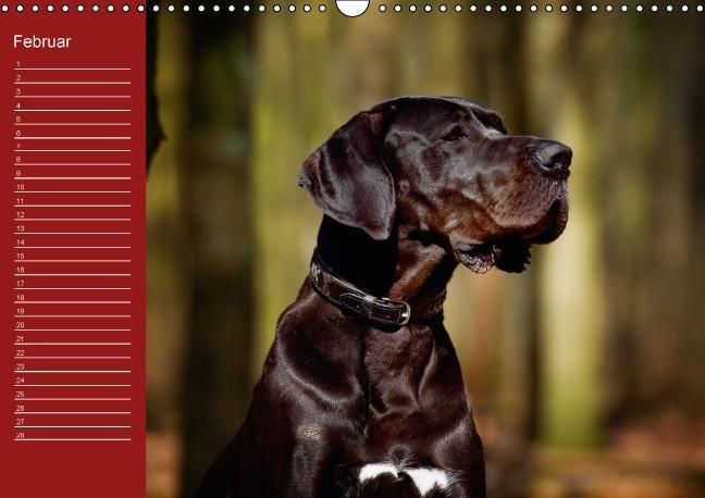 Produktbild: Deutsche Doggen / Geburtstagskalender (Wandkalender immerw&auml;hrend DIN A3 quer)