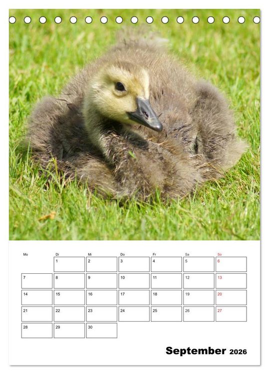 Produktbild: Gl&uuml;ckliche G&auml;nse (Tischkalender 2026 DIN A5 hoch), CALVENDO Monatskalender