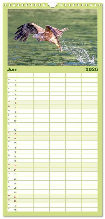 Produktbild: Familienplaner 2026 - Europas Greifv&ouml;gel und Eulen mit 5 Spalten (Wandkalender, 21 x 45 cm) CALVENDO