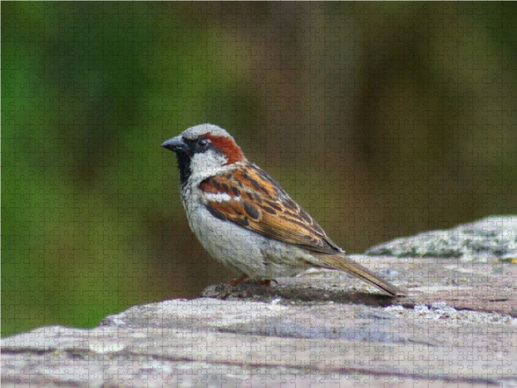 Produktbild: CALVENDO Puzzle Spatz auf der Mauer 1000 Teile Lege-Gr&ouml;&szlig;e 64 x 48 cm Foto-Puzzle Bild von kattobello