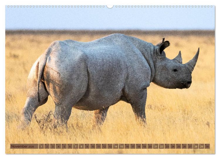 Produktbild: Wildlife Namibia - Etosha und Kalahari (hochwertiger Premium Wandkalender 2026 DIN A2 quer), Kunstdruck in Hochglanz