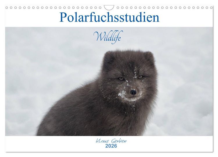 Produktbild: Polarfuchsstudien Wildlife (Wandkalender 2026 DIN A3 quer), CALVENDO Monatskalender