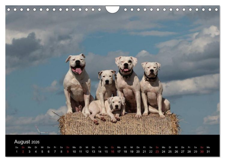 Produktbild: American Bulldog - stolz, loyal, einzigartig (Wandkalender 2026 DIN A4 quer), CALVENDO Monatskalender