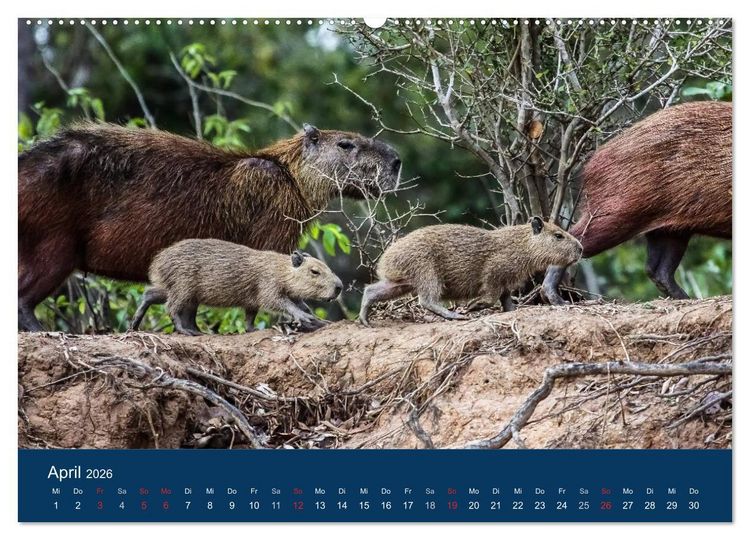 Produktbild: Brasilien tierisch gut 2026 (hochwertiger Premium Wandkalender 2026 DIN A2 quer), Kunstdruck in Hochglanz