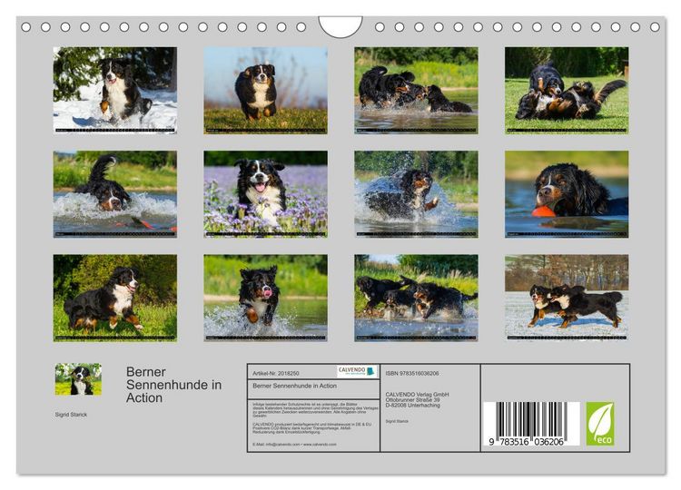 Produktbild: Berner Sennenhunde in Action (Wandkalender 2026 DIN A4 quer), CALVENDO Monatskalender