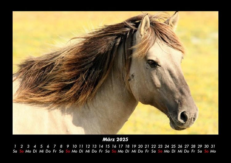 Produktbild: Welt der Tiere 2025 Fotokalender DIN A3