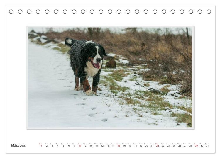 Produktbild: Emotionale Momente: Berner Sennenhund. (Tischkalender 2026 DIN A5 quer), CALVENDO Monatskalender