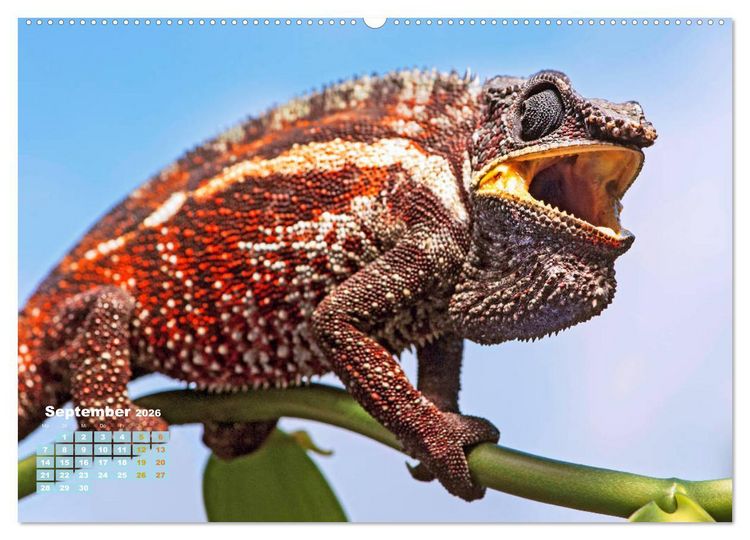 Produktbild: Cham&auml;leon: Die farbenfrohe Welt der Reptilien (hochwertiger Premium Wandkalender 2026 DIN A2 quer), Kunstdruck in Hochglanz