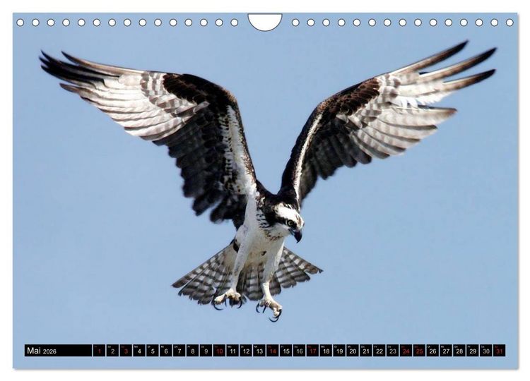 Produktbild: Adler und Greife - K&ouml;nige des Himmels (Wandkalender 2026 DIN A4 quer), CALVENDO Monatskalender