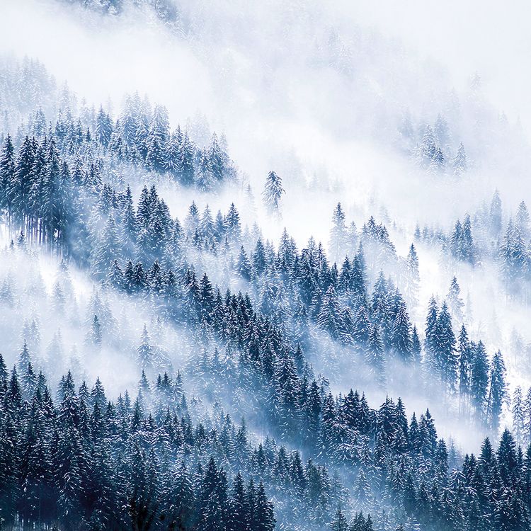 Produktbild: Deep Forest 2024
