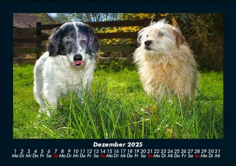 Produktbild: Hunde Kalender 2025 Fotokalender DIN A5