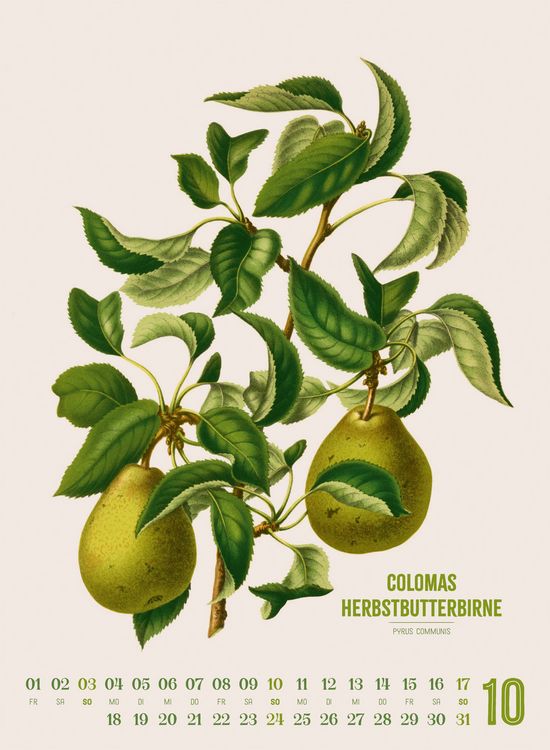 Produktbild: Obstgarten Kalender 2027 | Apfel, Birne, Pflaume & Co.