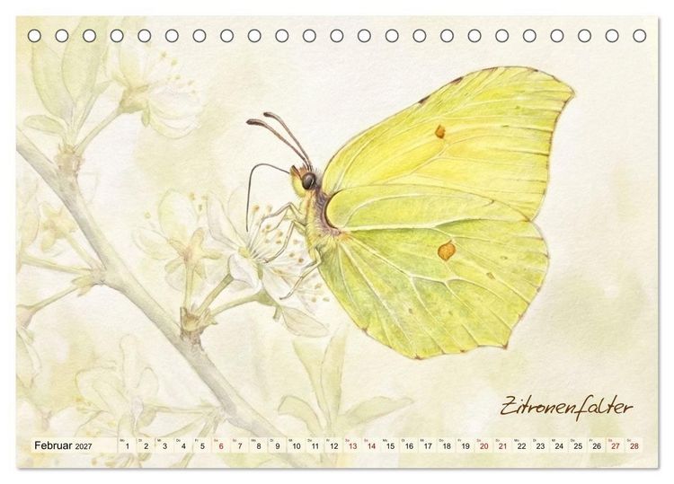 Produktbild: Kleine Wunder in Aquarell - Heimische Insekten kunstvoll illustriert (Tischkalender 2027 DIN A5 quer), CALVENDO Monatskalender