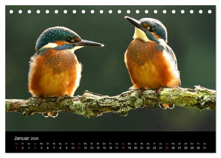 Produktbild: IM LAND DER EISV&Ouml;GEL (Tischkalender 2026 DIN A5 quer), CALVENDO Monatskalender