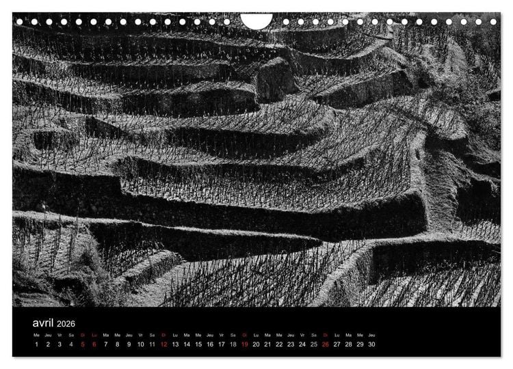 Produktbild: VIGNES DU SUD terroirs d'AOC (Calendrier mural 2026 DIN A4 vertical), CALVENDO calendrier mensuel