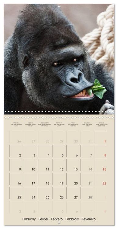 Produktbild: Gorillas &bull; The Gentle Giants (Wall Calendar 2026 12 &times; 12 Inch) CALVENDO 12 Month Wall Calendar