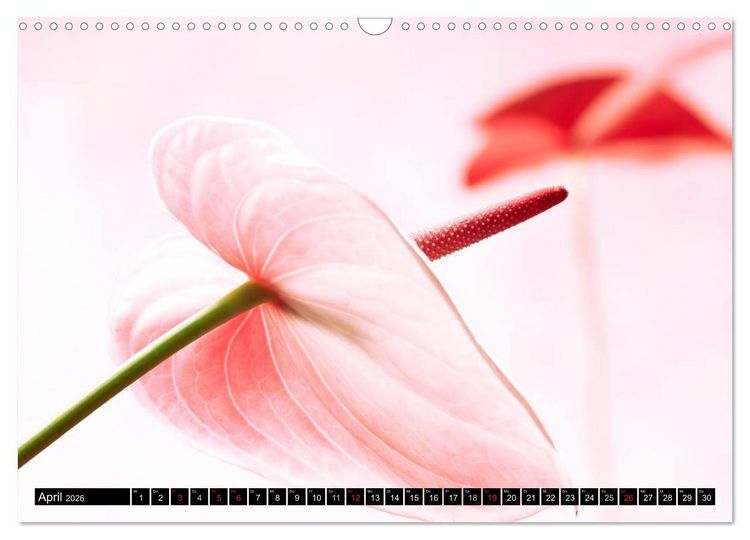 Produktbild: Flowers / 2026 (Wandkalender 2026 DIN A3 quer), CALVENDO Monatskalender