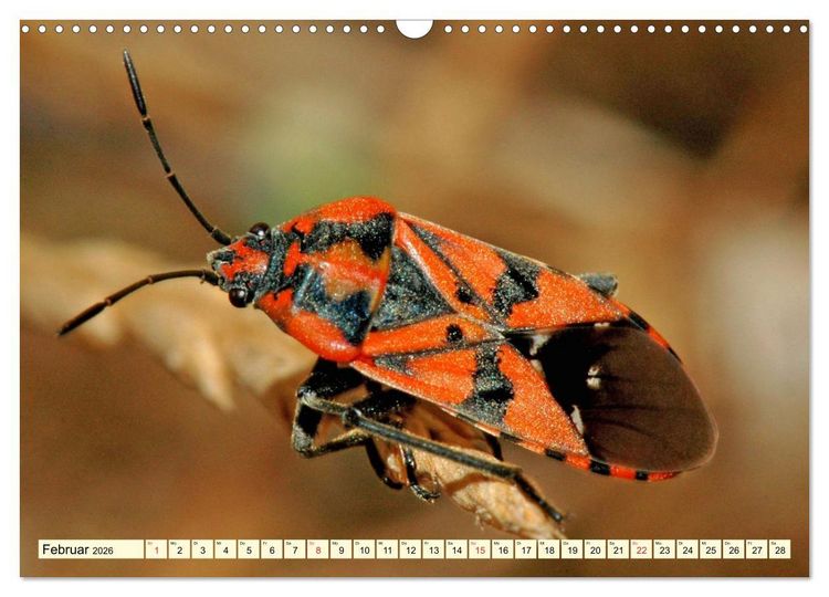 Produktbild: Farbenpracht der Insekten (Wandkalender 2026 DIN A3 quer), CALVENDO Monatskalender