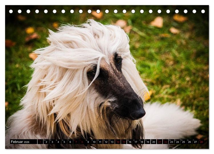 Produktbild: Windhunde - eine Leidenschaft (Tischkalender 2026 DIN A5 quer), CALVENDO Monatskalender