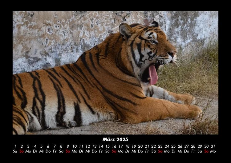 Produktbild: Tiger 2025 Fotokalender DIN A3