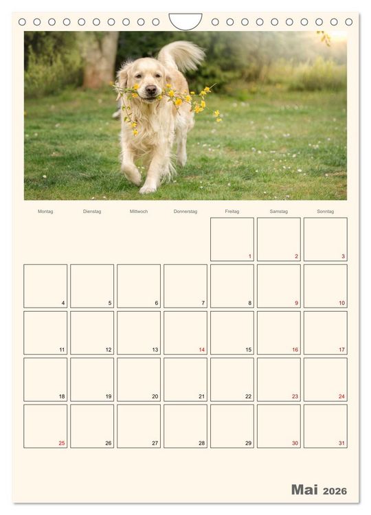 Produktbild: Zauberhafte Golden Retriever (Wandkalender 2026 DIN A4 hoch), CALVENDO Monatskalender