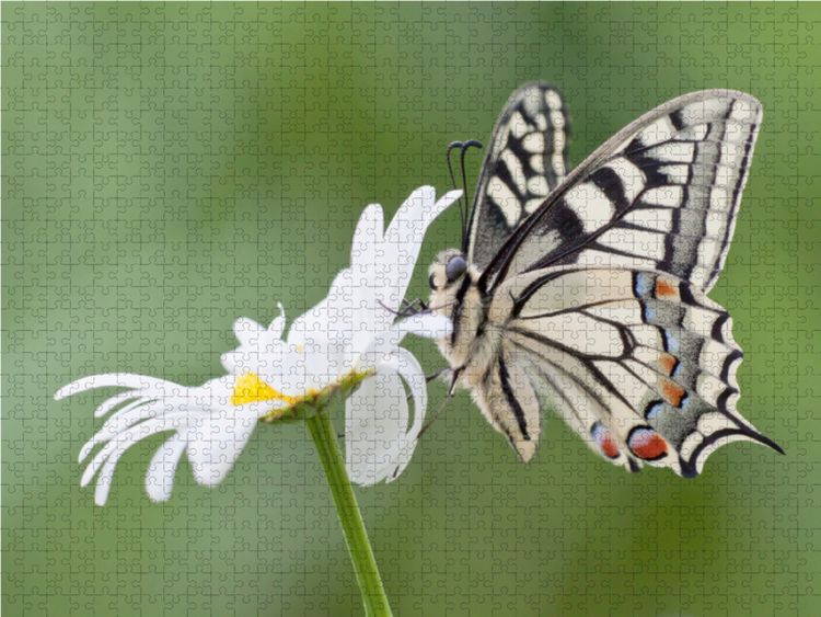 Produktbild: CALVENDO Puzzle Schwalbenschwanz an Margerite 1000 Teile Lege-Gr&ouml;&szlig;e 64 x 48 cm Foto-Puzzle Bild von Wilfried Martin