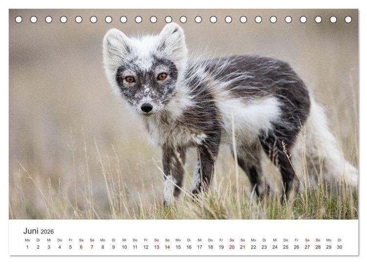 Produktbild: Naturparadies Svalbard (Tischkalender 2026 DIN A5 quer), CALVENDO Monatskalender