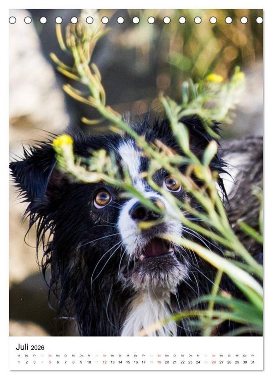 Produktbild: Australian Shepherd &ndash; Mit dem Aussie unterwegs (Tischkalender 2026 DIN A5 hoch), CALVENDO Monatskalender