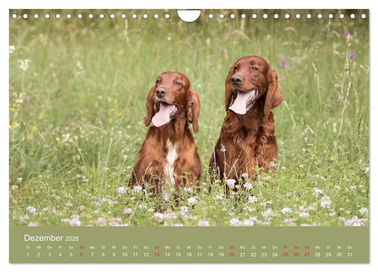 Produktbild: Setter - Geliebter Freund und Jagdkamerad (Wandkalender 2026 DIN A4 quer), CALVENDO Monatskalender