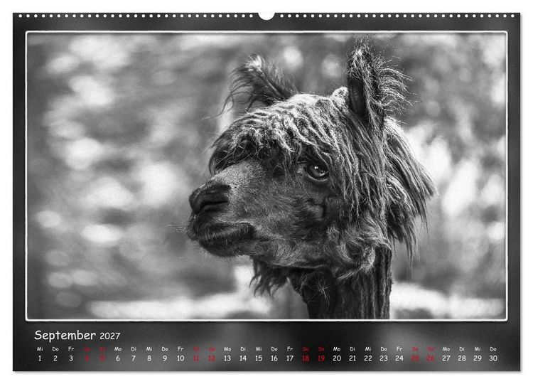 Produktbild: Tieren ins Gesicht geschaut (Wandkalender 2027 DIN A2 quer), CALVENDO Monatskalender